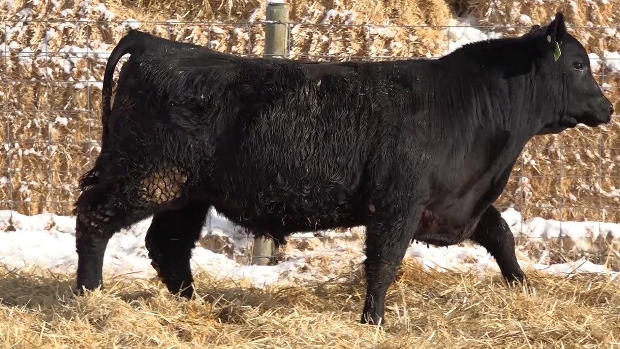 camera iphone 8 plus apk 141