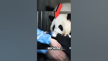 Panda cubs are being stolen 😱👇 #animalsvideo #panda