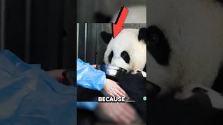 Panda Cubs Are Being Stolen