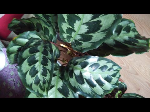 Video: Calathea Yaprakları Neden Kurur? Calathea Yaprakları Sararır Ve Kıvrılırsa Ne Yapmalı?