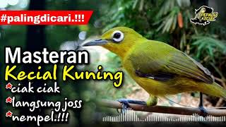 Pancingan Kecial Kuning PALING DICARI‼️Ampuh Bikin Kecial Cepat NYAUT NEMPEL‼️| PEPADU KECIAL