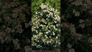 Viburnum tinus: Year-Round Beauty for Your Garden #shorts #flowers #beautifulflowers @Plants-World
