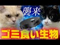 超ハイテク掃除ロボをゴミ食い生物と認識する猫【Dreame Aqua10 Ultra Roller】