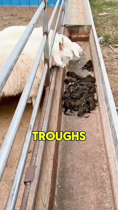 Download lagu Why Chinese Farmers Are Hiring Squirrels to Protect Goats