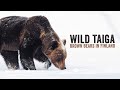 Wild taiga  brown bears in finland