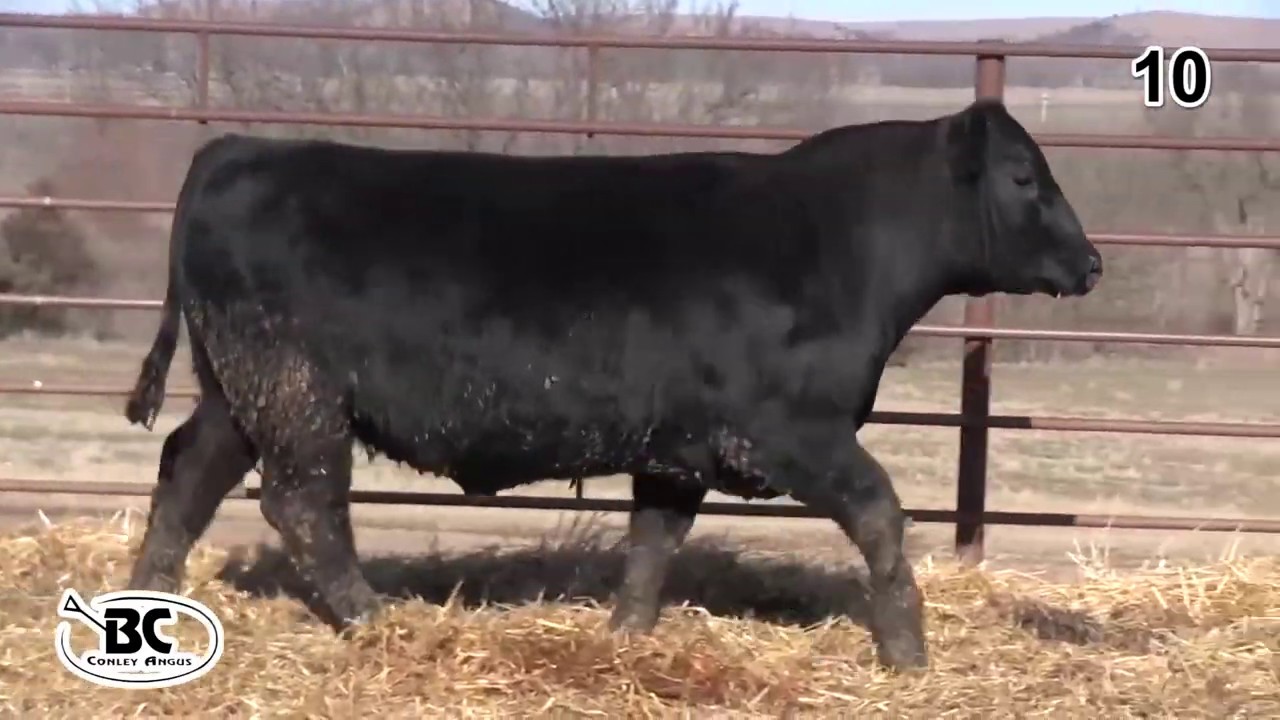 angus tasty Bill Conley Angus Lot 10