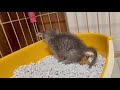 【保護猫】新入りうんこ事情❣️はじめてのもりもりすぎるうんちに見てるこっちがびっくり❣️【仔猫Ver】