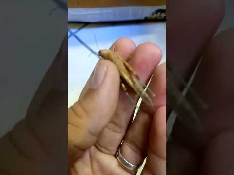 الجراد عن قرب
