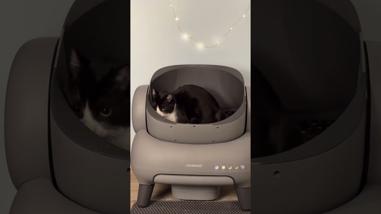 ▶️🎗️ Cat's Adorable Reaction to New Litter Box!