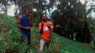 KILIMO CHA TANGAWIZI NA FAIDA ZAKE KILIMO CHA TANGAWIZI NA FAIDA ZAKE