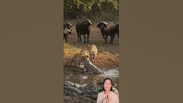 Leopard vs Crocodile: A Battle Above the River