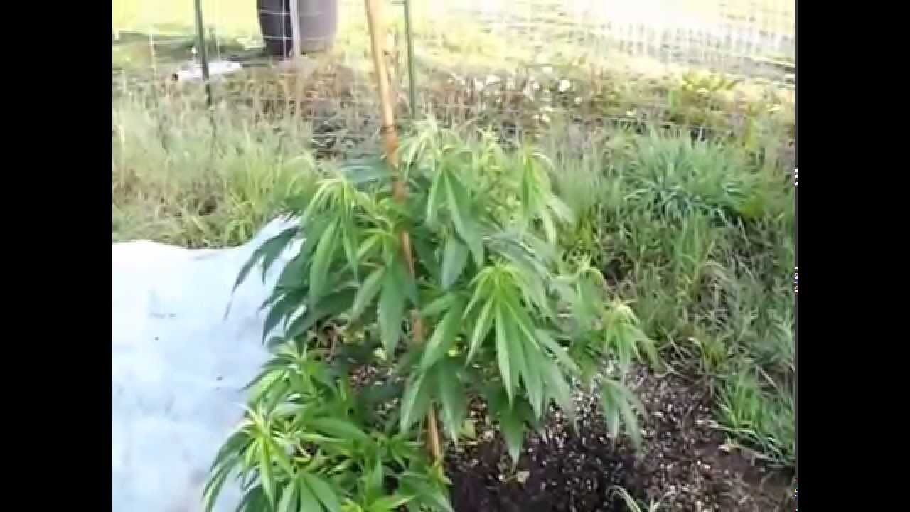 OMMP update 6/21/14 Microbe Life products...