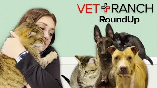 Lots of Adoptions on This Week's RoundUp