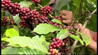 INDONESIAKU | PANCUR MAS, JERITAN EKONOMI DESA PENGHASIL KOPI (27/08/18) 2-3