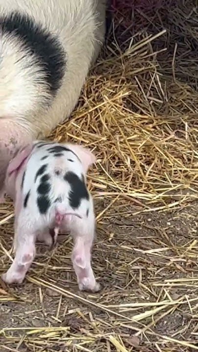 Gloucestershire Old Spots Piglet Saying Good Morning 😃 - YouTube