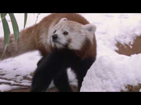 Kleiner Panda Maurice