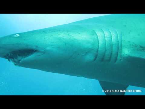 Diving with Sand Tiger Sharks on the Hyde Wreck of...
