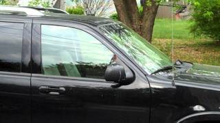 Eastern Bluebird and car mirror