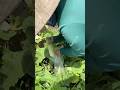 My sister is harvesting cucumbers