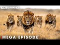 Savage Kingdom: A King's Last Stand (Full Episode) | Nature and Animal Documentary