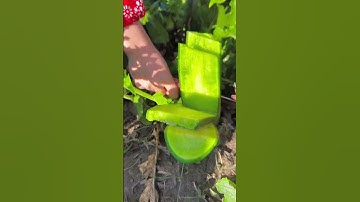 Landscape Harvesting Beetroot in the field #farming #gardening #harvest #satisfying #2025 #viral