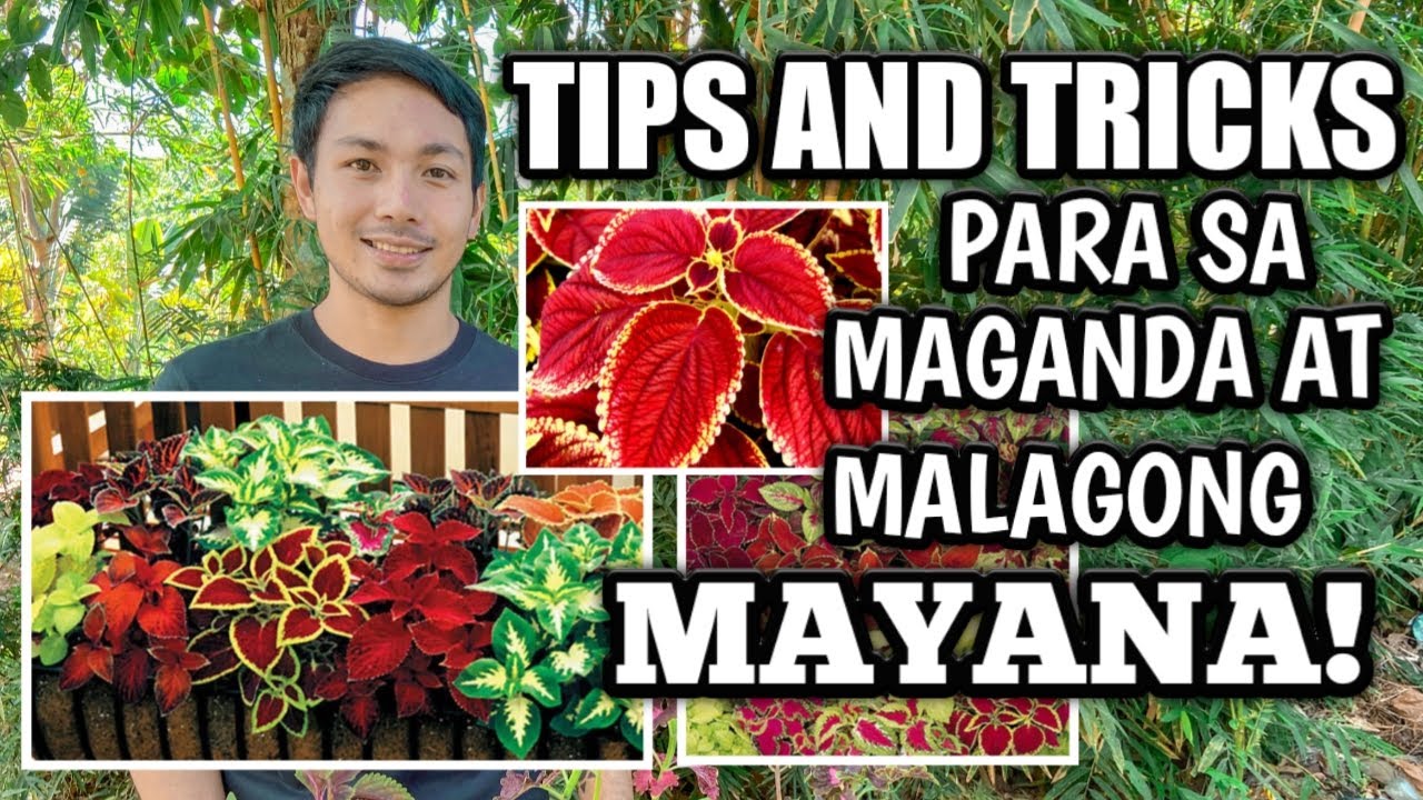 EVERYTHING YOU NEED TO KNOW ABOUT MAYANA/COLEUS PLANT YouTube