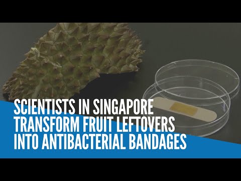 Scientists in Singapore transform fruit leftovers into antibacterial bandages