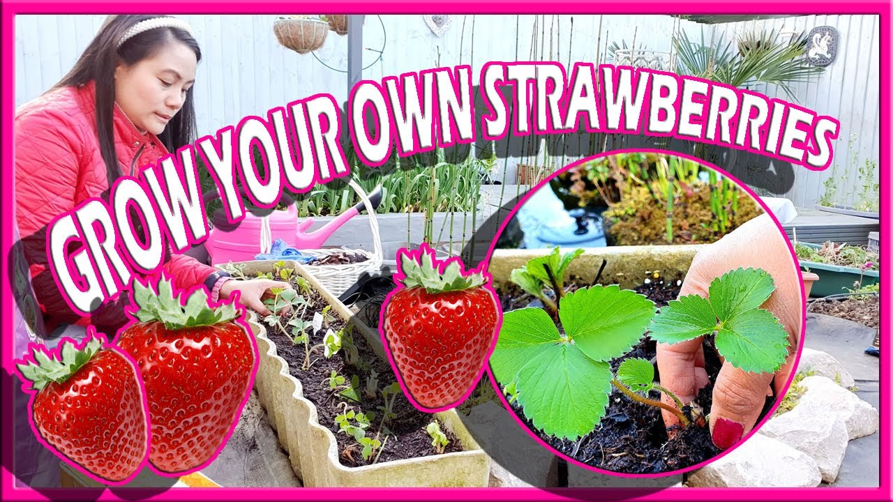 Planting Strawberries in Containers for Beginners 🍓🤤 Grow Your Own Manila London YouTube