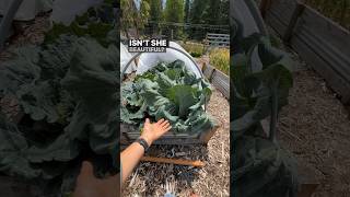 How to grow MASSIVE cabbage from seed? ? #shorts