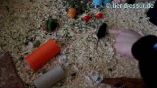 mice playing fetch - training progress