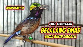 PANCINGAN KONIN GACOR FULL ISIAN BELALANG EMAS MEWAH !! COCOK UNTUK MASTERAN KOLIBRI NINJA BAHAN
