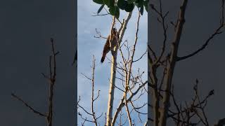 Northern Flicker landed on the tree