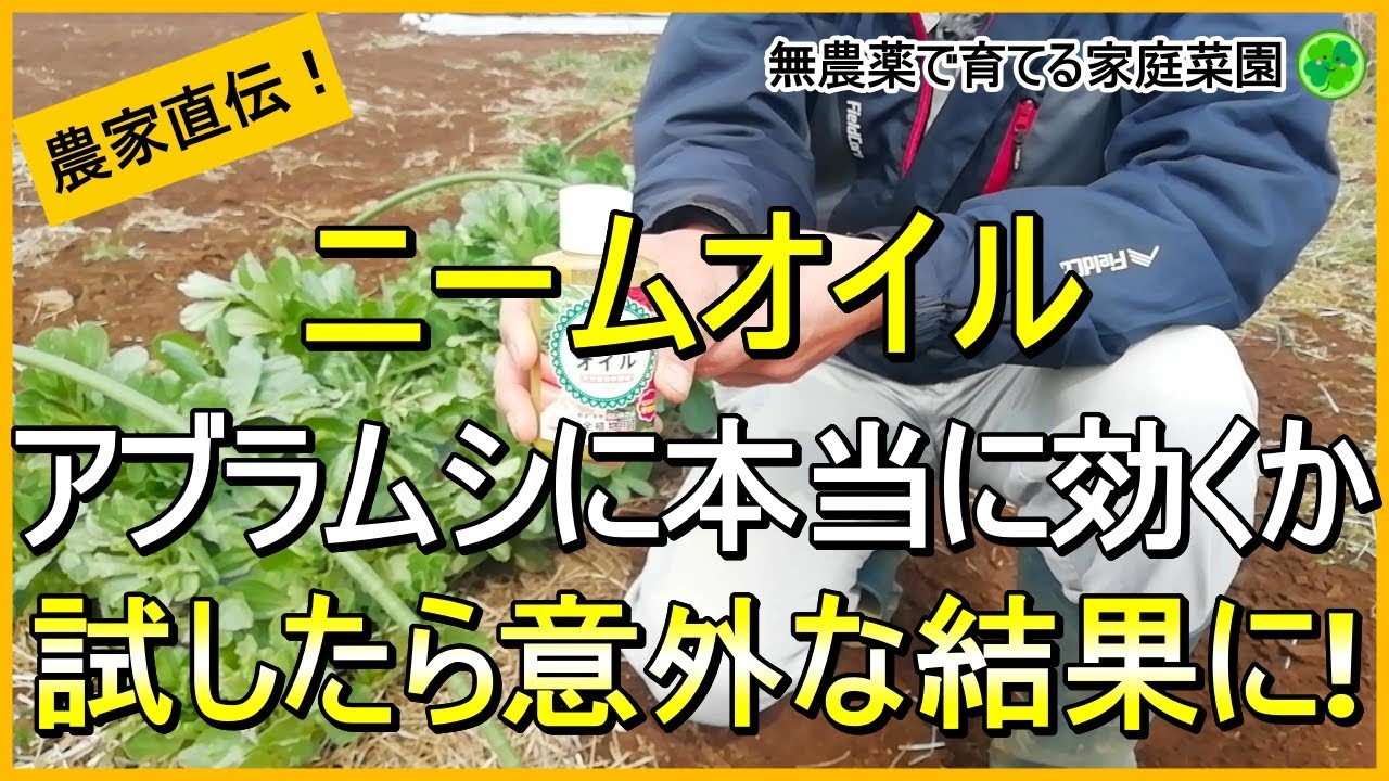 【アブラムシ対策】ニームオイルは本当に効果があるのかソラマメで検証してみた【有機農家直伝！無農薬で育てる家庭菜園】　24/3/28