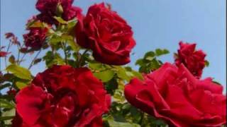 Henkke - Red Roses