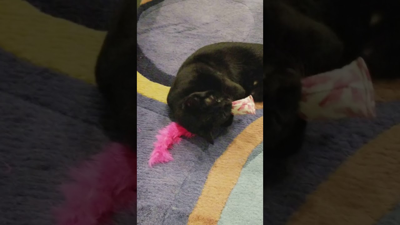 Pet Candy Catnip Squirrel- USA Cat Toy