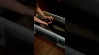 Famous Bathing Salem the platinum motley goldenchild reticulated python #retic #reticulatedpython Profile