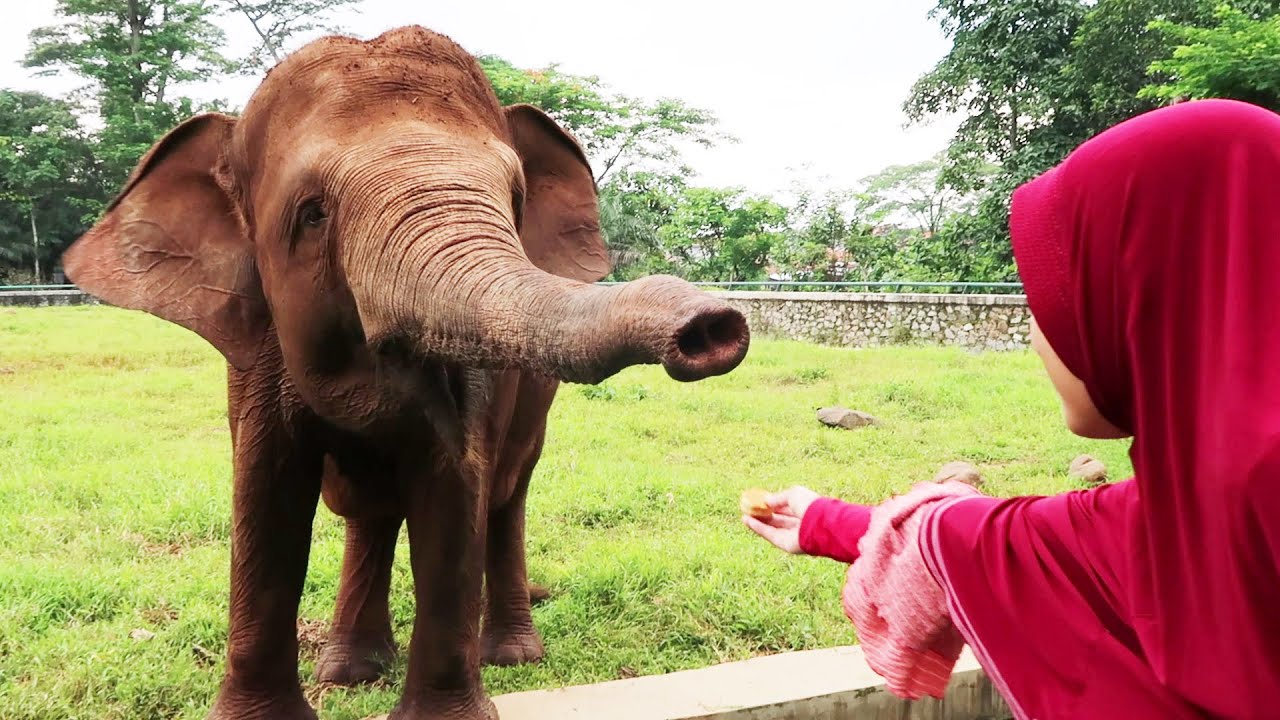 Kasih Makan Kacang Gajah Kebun Binatang  Ragunan Tempat 