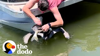 Family On Vacation Sees Chocking Pelican And Rushes To Save Him The Dodo