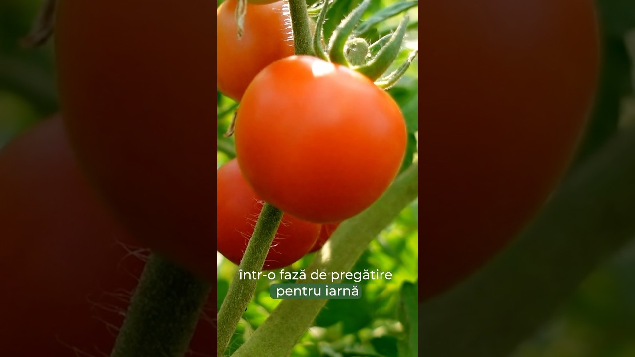 Fertilux professional K💧🍅