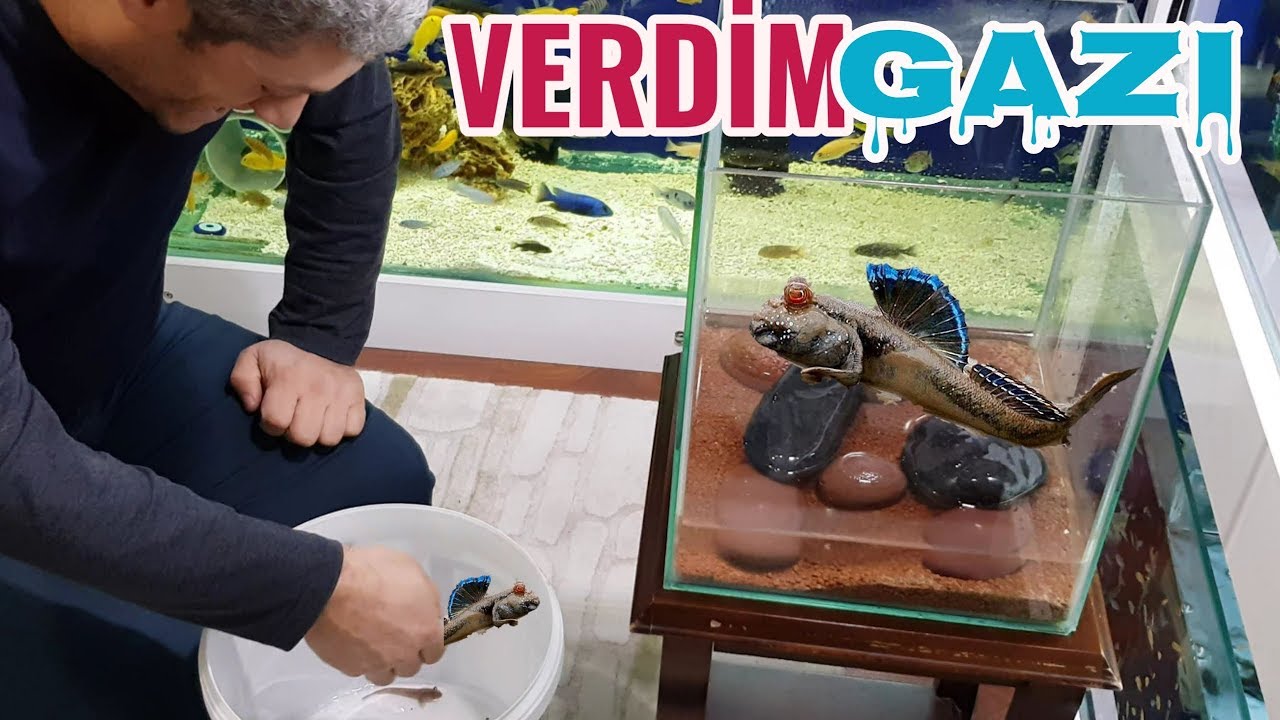 MİSAFİRİMİZ ÇAMUR ZIPZIPINI GÖRÜNCE ZIPLADI, akvaryum