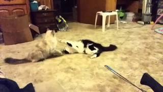 Ninja cats by Becky Johnson - tinytowncatlady 3 views 8 years ago 1 minute, 5 seconds