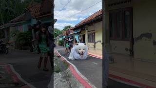 Kedok cantik bety jalan dihadang can macanan