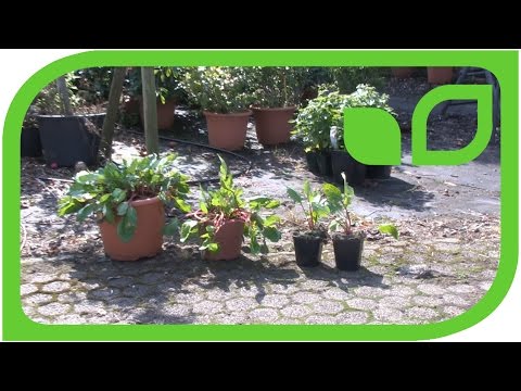 Video: Wachsen Grevilleas im Schatten?