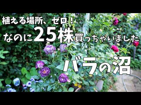 イングリッシュローズ - YouTube