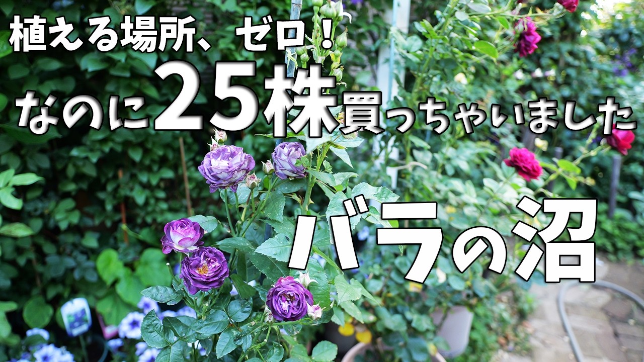 植える場所ゼロなのに大爆買い！庭のキャパを無視して最新バラ25株を