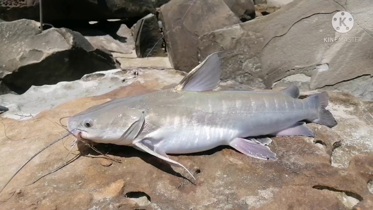 SERANGAN IKAN BADUKANG BERTUBI TUBI#BIKIN PANAS BIKIN GERIGITAN#🤭 - YouTube