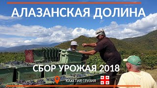 Алазанская Долина. Сбор урожая 2018 / Кахетия. Грузия Индекс / Вид с высоты.