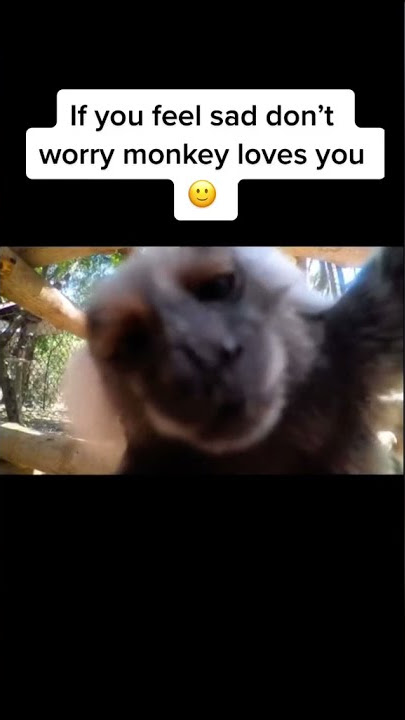Monkey Kissing YOU!!😘😂 #shorts