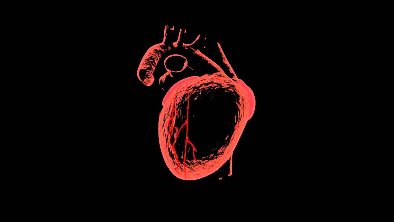 3d heart~1 - YouTube