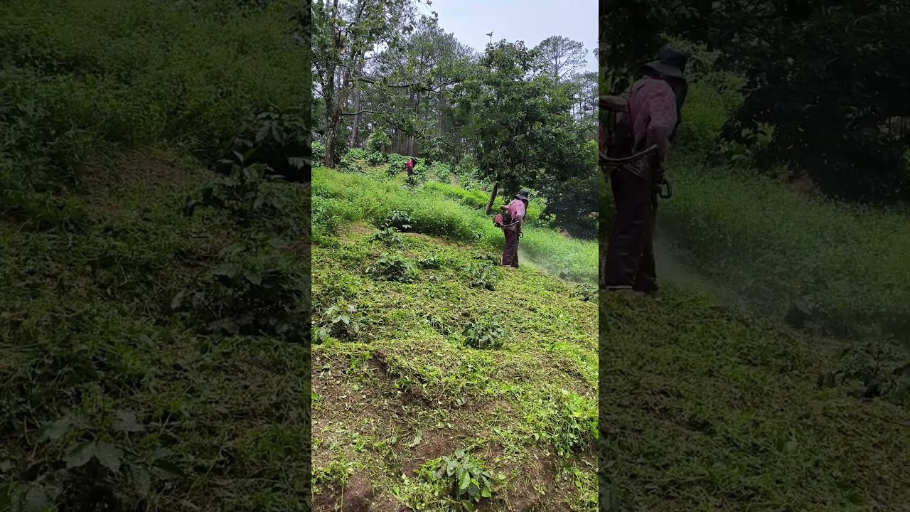 🌱 Maintaining Young Arabica Coffee Plants – Sustainable Farming in Action! ☕  